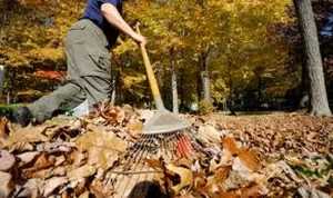 Man raking up a pile a leaves